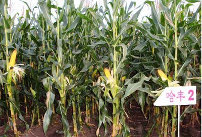 全部產(chǎn)品,全部產(chǎn)品價(jià)格,全部產(chǎn)品規(guī)格,全部產(chǎn)品廠家&ndash;同江市春茂種業(yè)有限責(zé)任公司