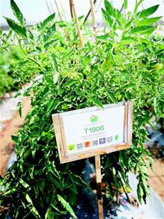 武漢離 中國(guó)種都 還有多遠(yuǎn)