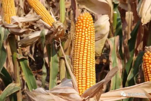 富吉泰種業(yè)在行動(dòng) 黃淮海首場(chǎng)豫單9953夏播籽粒機(jī)收千人大會(huì)在新鄉(xiāng)輝縣成功舉行