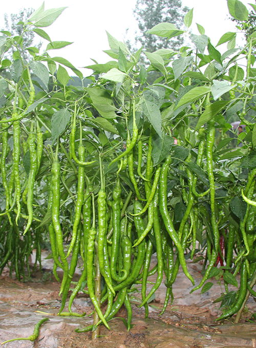 川椒種業(yè) 溫度成為辣椒種子生長(zhǎng)發(fā)育的重要生態(tài)因素