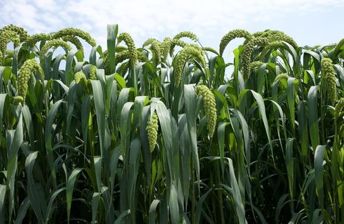 直擊青貯玉米種業(yè)展示會地展 69個品種同臺競技