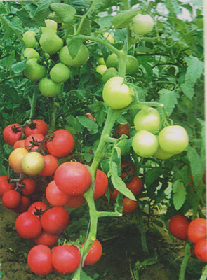 供應精棚紅麗-番茄種子,西安市群興種業(yè)有限責任公司, 中國蔬菜網(wǎng)產(chǎn)品庫