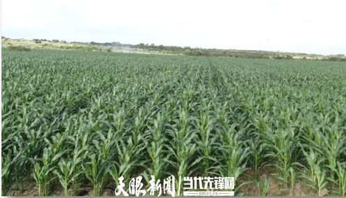 農(nóng)發(fā)行花溪支行發(fā)放600萬元貸款，助力種業(yè)小微企業(yè)實(shí)現(xiàn)育繁推一體化產(chǎn)業(yè)建設(shè)