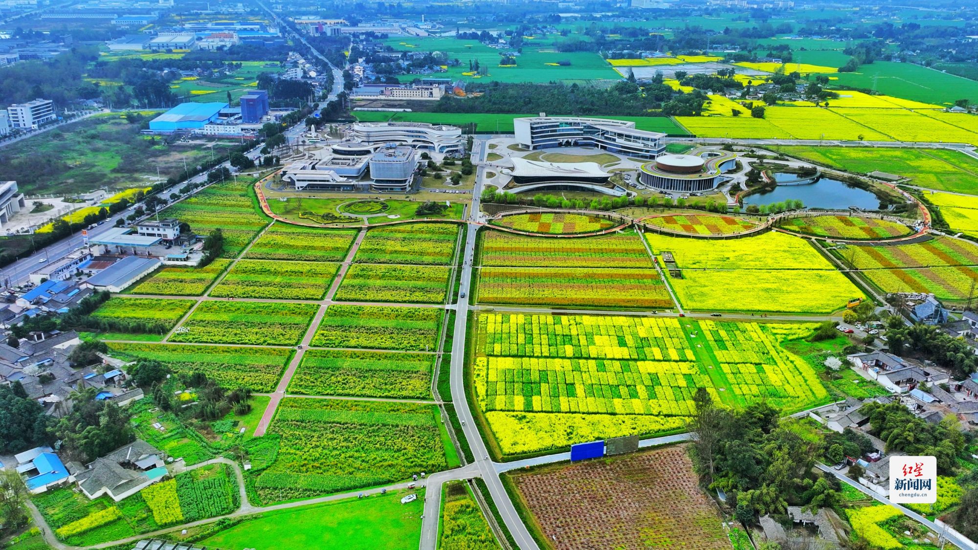 科技賦能種業，天府油菜花綻放春日新體驗